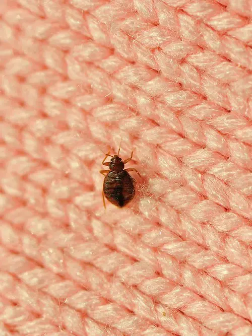 أفضل شركة مكافحة بق الفراش بالمدينة المنورة