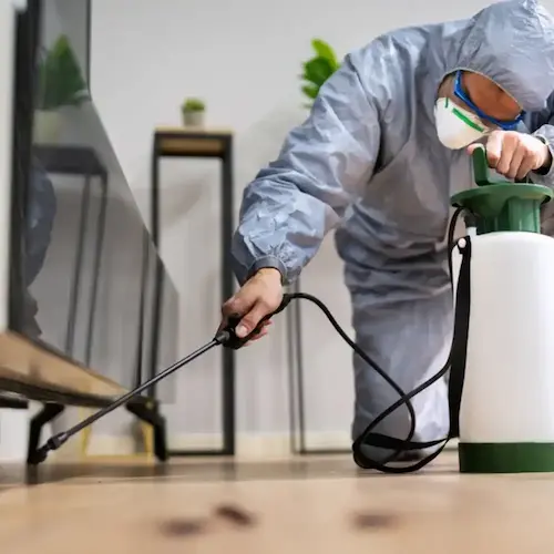 أفضل شركة مكافحة بق الفراش بالمدينة المنورة