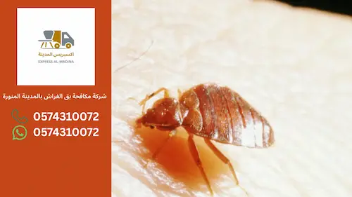 أفضل شركة مكافحة بق الفراش بالمدينة المنورة6