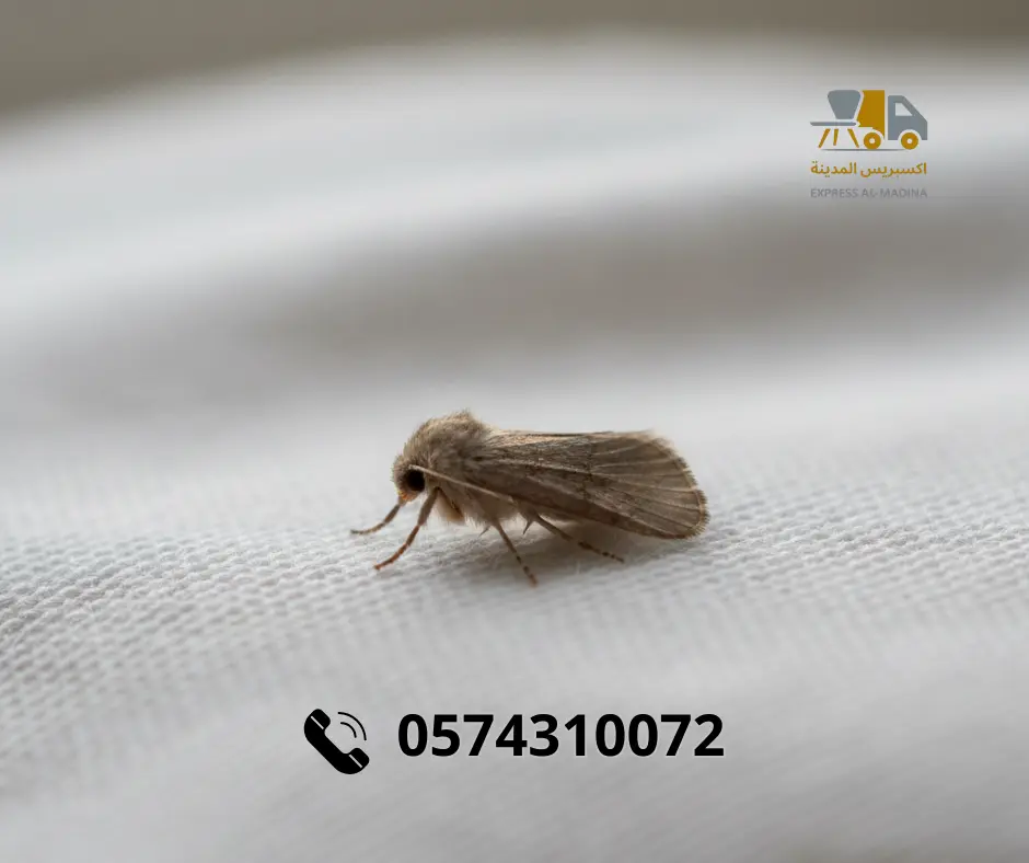 شركة مكافحة العتة بالمدينة المنورة