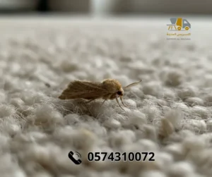 شركة مكافحة العتة بالمدينة المنورة